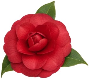 a red rose with green leaves on a white background.jpg